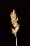 Clustered field sedge